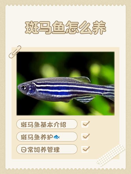 斑马鱼能养大吗（家养斑马鱼怎么长到6厘米？稳水控温和高营养喂养要点）