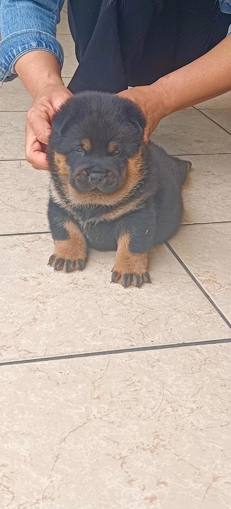 四眼土狗为什么不建议养（选狗看健康和性格是否匹配家庭节奏城市养犬需耐心训练与成本评估）