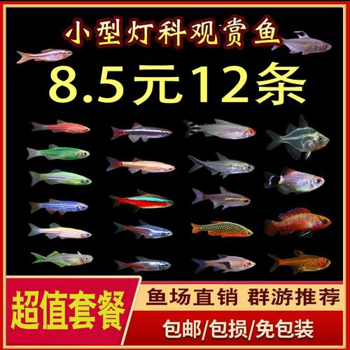 斑马鱼红绿灯（水质空间喂养）