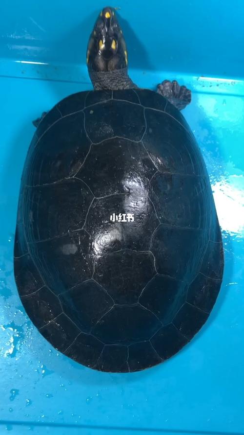 黄头侧颈龟寿命(水温日照植物性饮食)