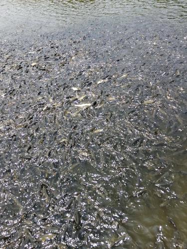 1亩鱼塘水深1米能养多少草鱼(混养投喂管理可达500–1000尾亩)