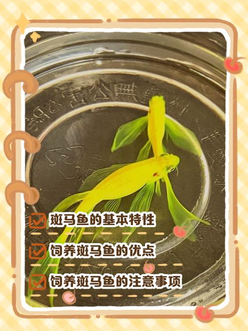 斑马鱼体长一2cm大概多少岁（斑马鱼体长不等于年龄，受温度水质喂养与空间影响成长）