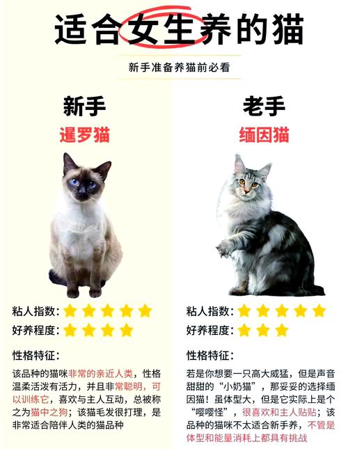 新手养猫千万不要养三种猫（别盲信标签，先评估十到十五年养护成本再选猫）