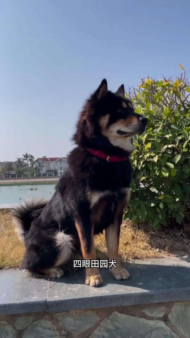 四眼狗适合什么人养（忠诚看家，需耐心训练与早期社交）