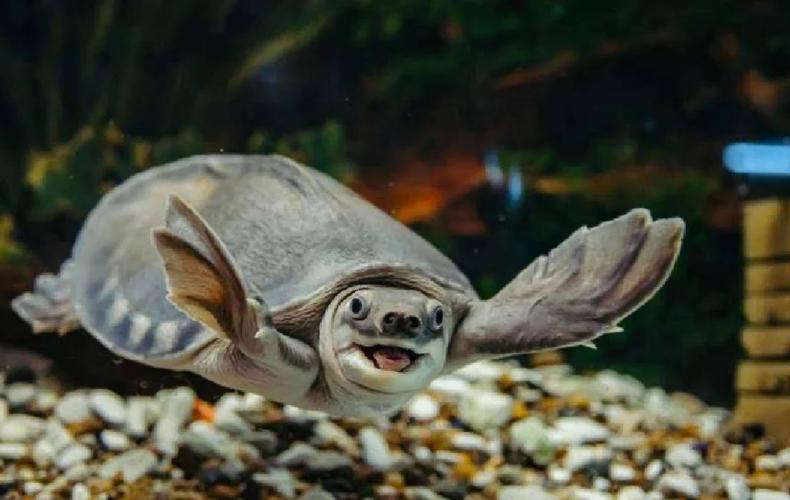 猪鼻龟是冷水龟吗(水温25–30度,水质8.0–8.3,需大水体外滤) 猪鼻龟是冷水龟吗(水温25–30度,水质8.0–8.3,需大水体外滤)