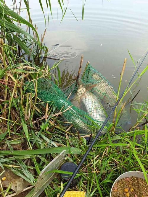 40厘米水深钓草鱼(浅水钓草鱼40cm深度要点,春秋冬灵活应对) 40厘米水深钓草鱼(浅水钓草鱼40cm深度要点,春秋冬灵活应对)