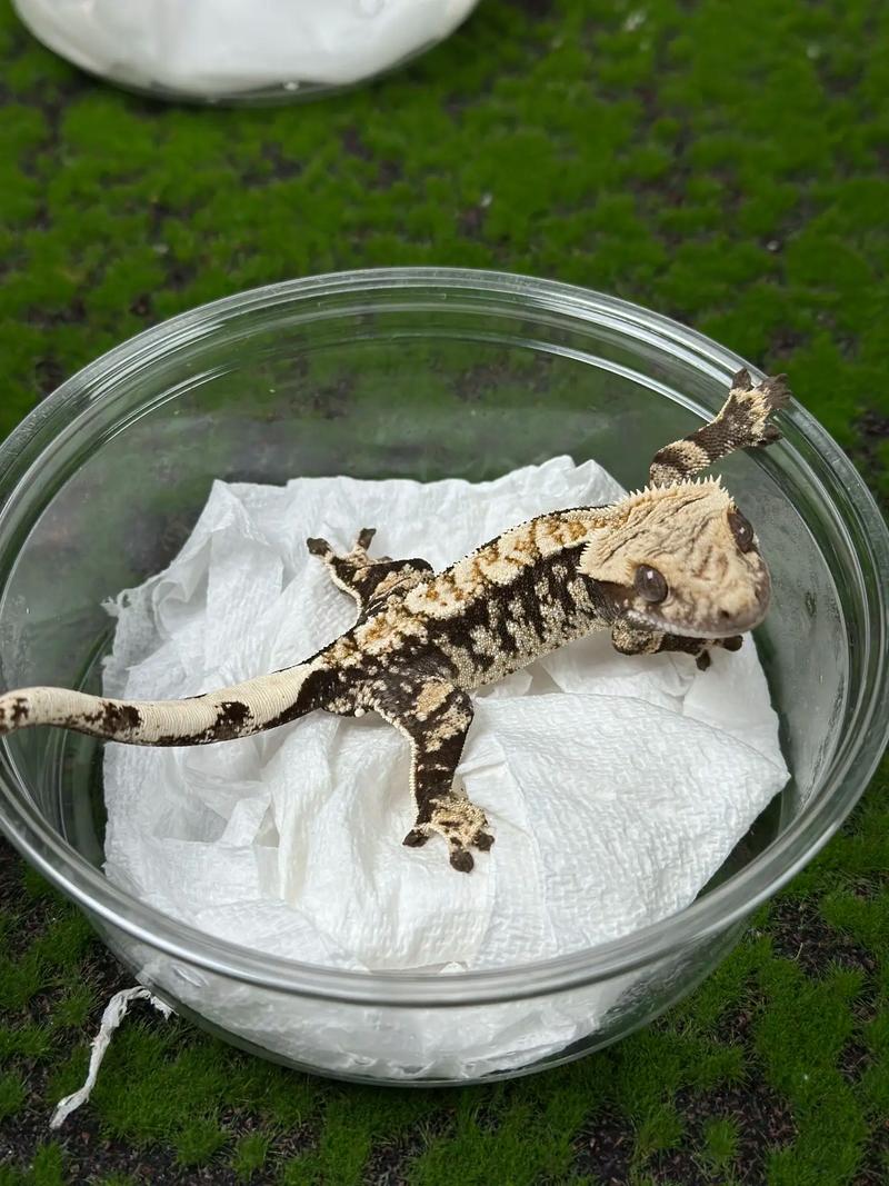 宠物守宫能活多久（稳定环境与科学养护规律喂养）