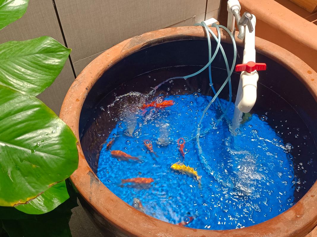 养鱼的鱼缸（1S Ultra全场景托管+AI监测）