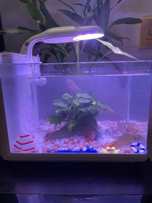 养鱼鱼缸盖子盖上好还是打开好（鱼缸盖子是否要看环境 夏开冬闭更稳妥）