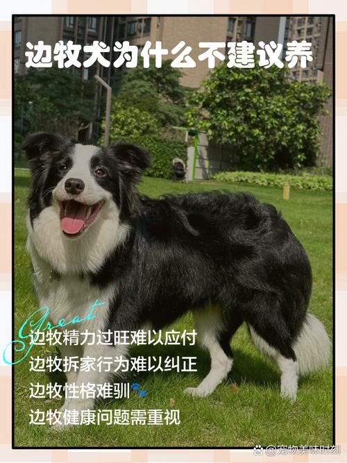 千万不要养边牧后悔一辈子(边境牧羊犬高智商需高强度训练与持续投入) 千万不要养边牧后悔一辈子(边境牧羊犬高智商需高强度训练与持续投入)