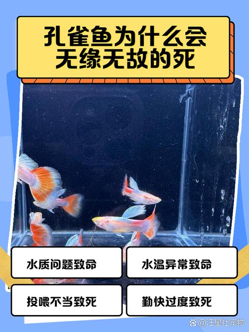 夏天养鱼为什么鱼老死(控水温控水质,稳水增氧防藻病要点) 夏天养鱼为什么鱼老死(控水温控水质,稳水增氧防藻病要点)