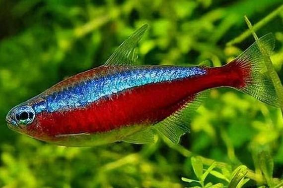 霓虹灯鱼好养吗(成群饲养合适水温水质与繁殖要领)