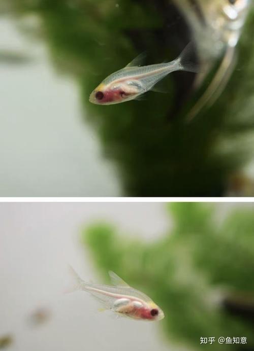 它和红肚玻璃灯鱼能养一起吗（群养水质繁殖）