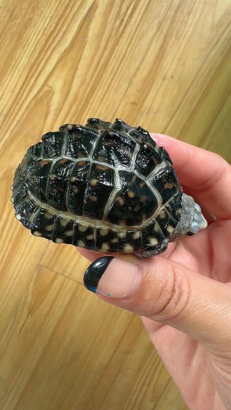 不咬观赏鱼的深水龟（深水龟混养要点与水质维护）