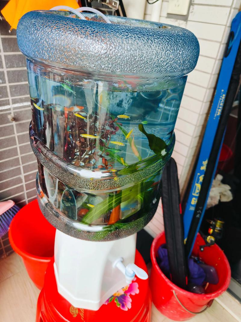 纯净水养鱼能活多久(自来水除氯与水质调控要点,控硬度矿物质并记录水温pH等)