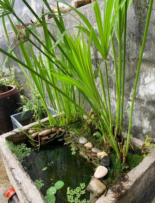 鱼缸一面玻璃三面水泥(三面水泥一面玻璃水族箱设计与密封要点及维护) 鱼缸一面玻璃三面水泥(三面水泥一面玻璃水族箱设计与密封要点及维护)