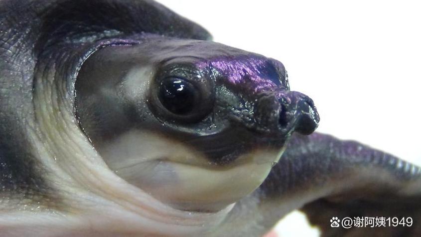 猪鼻龟长的快吗（猪鼻龟成长要素水温水质饵料与养护要点）