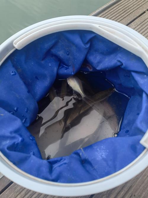 鱼在水桶里能活8天吗（桶养鱼存活关键增氧换水降温控水质）