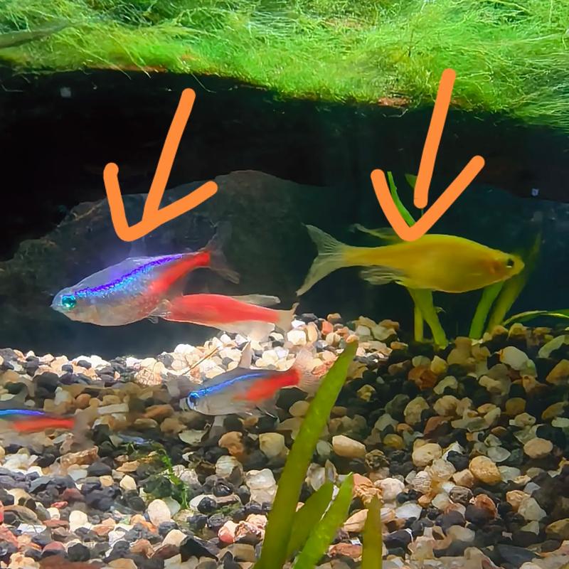 斑马鱼和红绿灯能一起养吗（水温水质群养与隔离检疫）