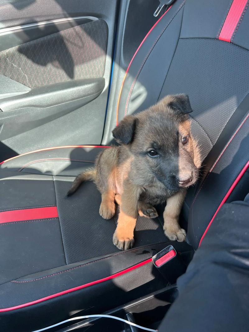 马犬和德牧是一种吗（外观训练与血统要点）