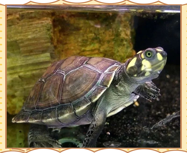 黄头侧颈龟冬天不加热会死吗（不同品种的加温水温日照与喂养）