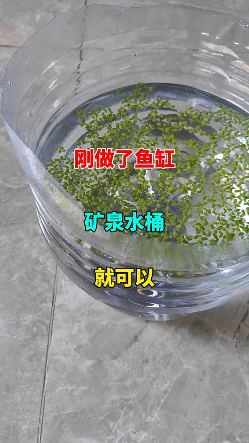 水桶养鱼怎样才不死（桶养鱼要点清洗除氯控温增氧定时喂养）