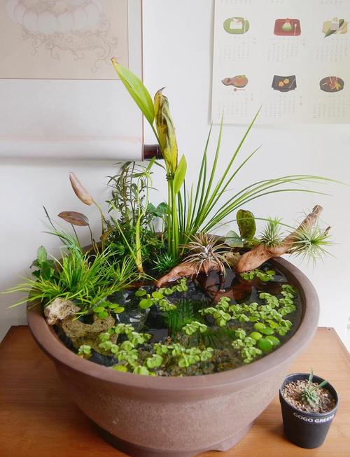 古法养鱼鱼缸内放什么（有益菌分解残饵植物供氧底泥沉降三要素）