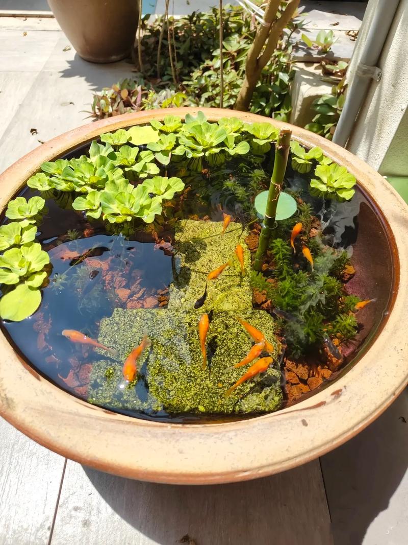 小鱼池养什么鱼好（露天小池养鱼要点水质空间季节要领）