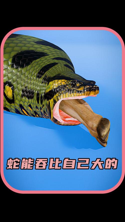 毒蛇喜欢吃什么(蛇的猎物随环境与体型变化从昆虫到哺乳动物)