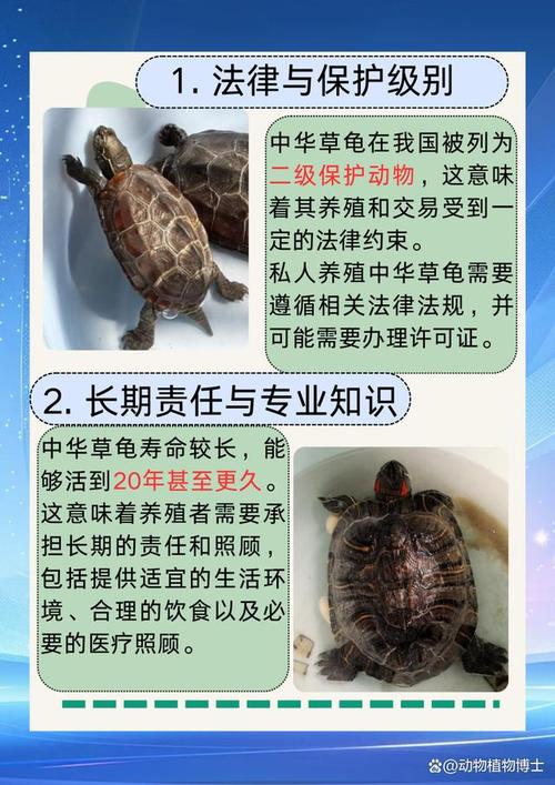 为什么不建议养中华草龟（合规长期投入与保护优先）