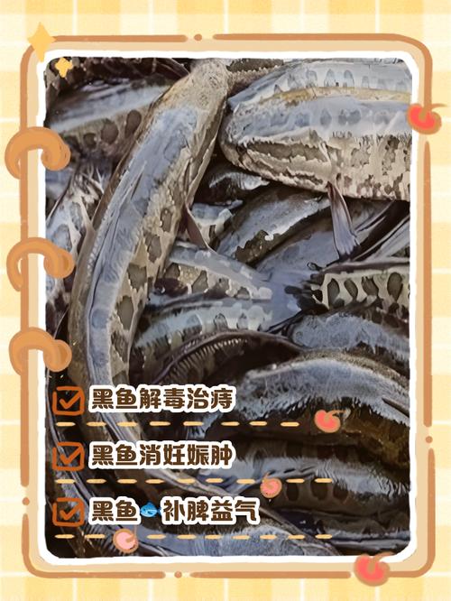 黑尾小熊猫鱼吃什么(喂养换水与繁殖指南) 黑尾小熊猫鱼吃什么(喂养换水与繁殖指南)