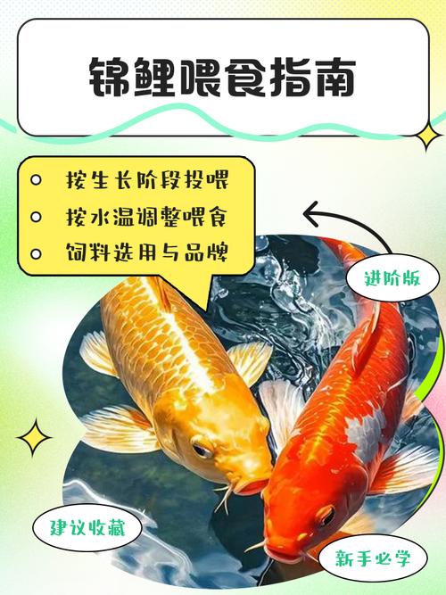 冬天鱼塘需不需要大量喂食（冬季投喂因地制宜 北方停喂 南方少喂 增氧控水清底泥）