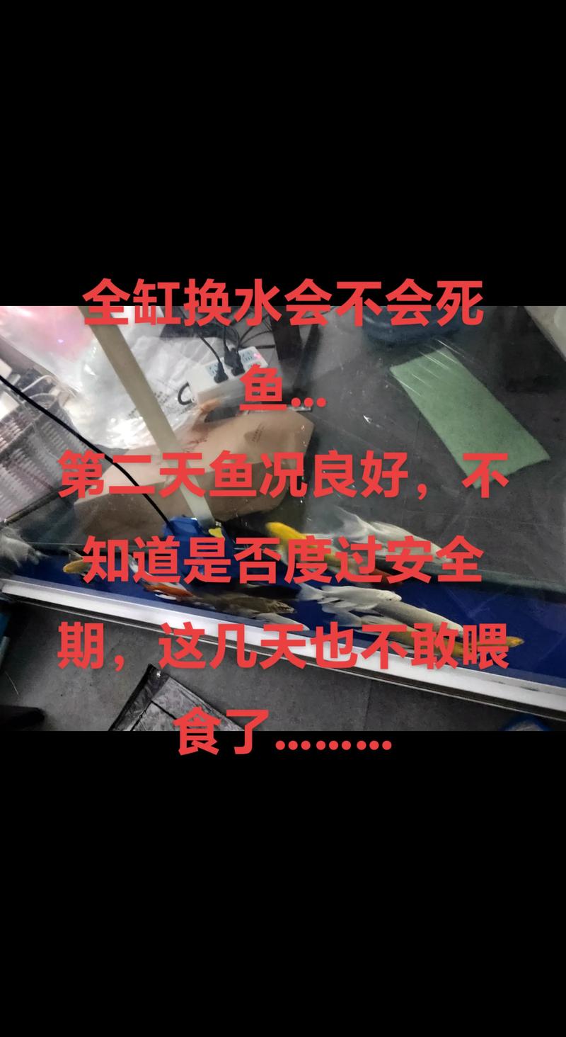 小鱼缸养鱼为什么会死(稳水控氨,定期换水降死亡率) 小鱼缸养鱼为什么会死(稳水控氨,定期换水降死亡率)