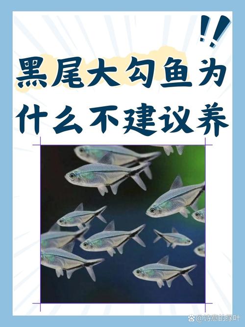 这种鱼为什么不能随便养殖(放生大型淡水肉食鱼的风险与违法后果及巨骨舌鱼保护) 这种鱼为什么不能随便养殖(放生大型淡水肉食鱼的风险与违法后果及巨骨舌鱼保护)