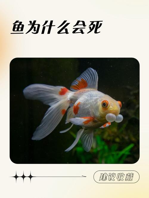 水泥池养鱼为什么总死（新水泥池放鱼脱碱要点与4周黄金流程）