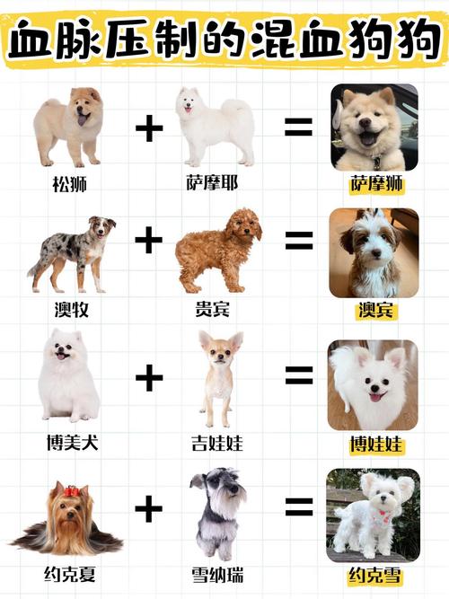 银狐犬体重对照表(6-8千克理想区间)