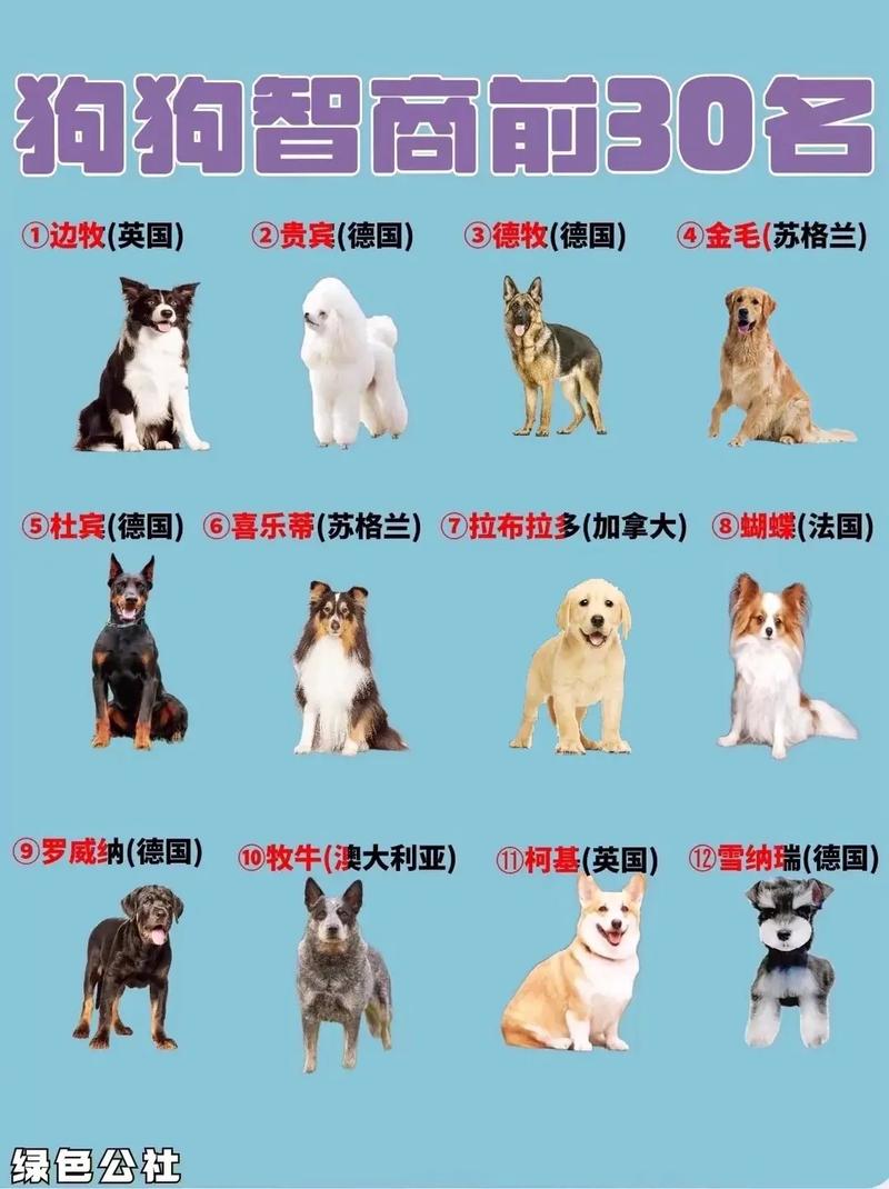 一家人里狗认几个主人（狗认主不是固定标签而是家庭核心照料者的归属）