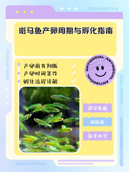 斑马鱼关灯几个小时就睡觉了（光照对斑马鱼睡眠与大脑健康的影响）