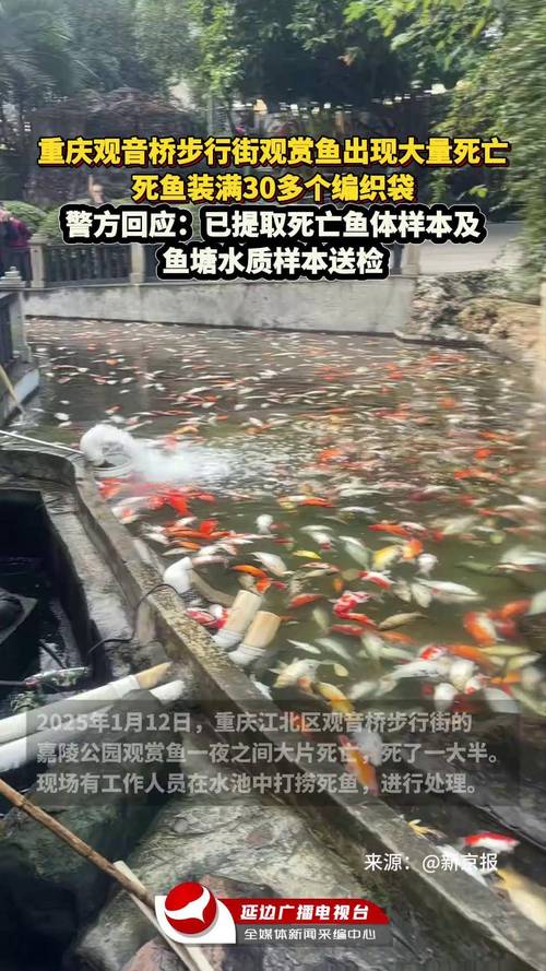 重庆观赏鱼池大量观赏鱼死亡（公众信任危机与透明治理）