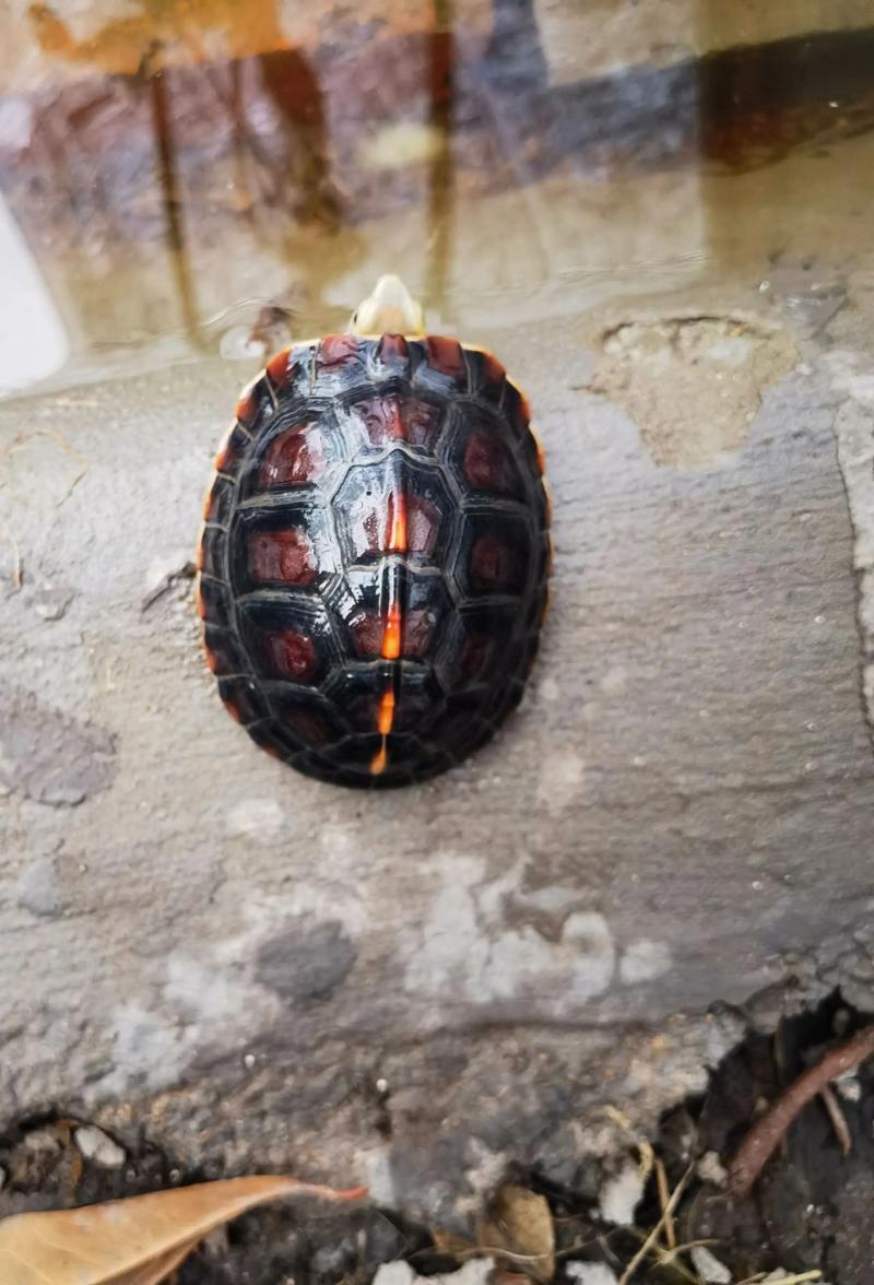 黄缘龟干养还是水养好（水陆比例湿度日照过滤与换水）