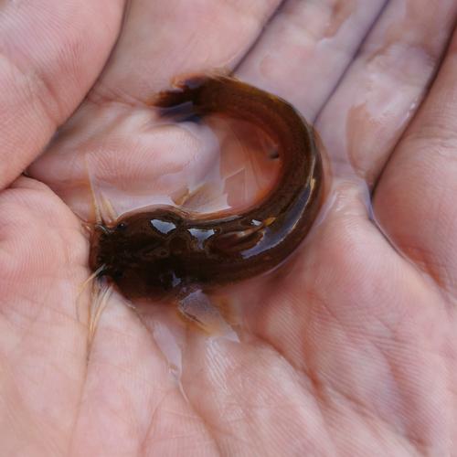 40厘米浅水养什么鱼(40cm方缸64L冷水鱼混养要点与鱼种搭配)