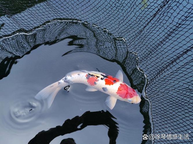 锦鲤水深40厘米能养多大（四十公分缸难达极限，需扩容与优质养护）