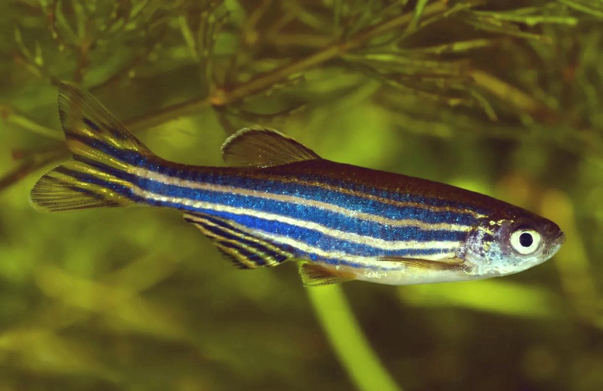 长鳍斑马鱼好养吗(水质温度喂养与繁殖)