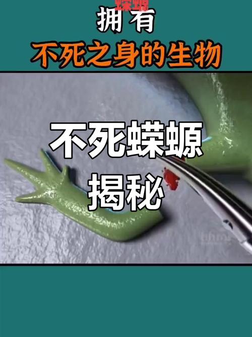 蝾螈能听懂人话吗（蝾螈不懂人话，照护要点与真实互动解读）