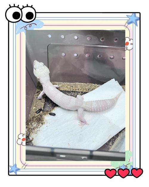 守宫宠物可以洗澡吗（30℃水10分钟，轻揉擦干）