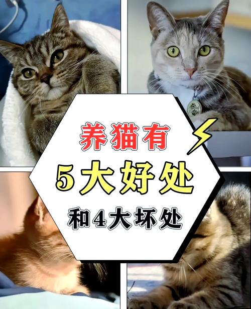 原来养猫有这么多好处你知道吗(把养猫纳入日常,缓解孤独提升睡眠与情绪安定)