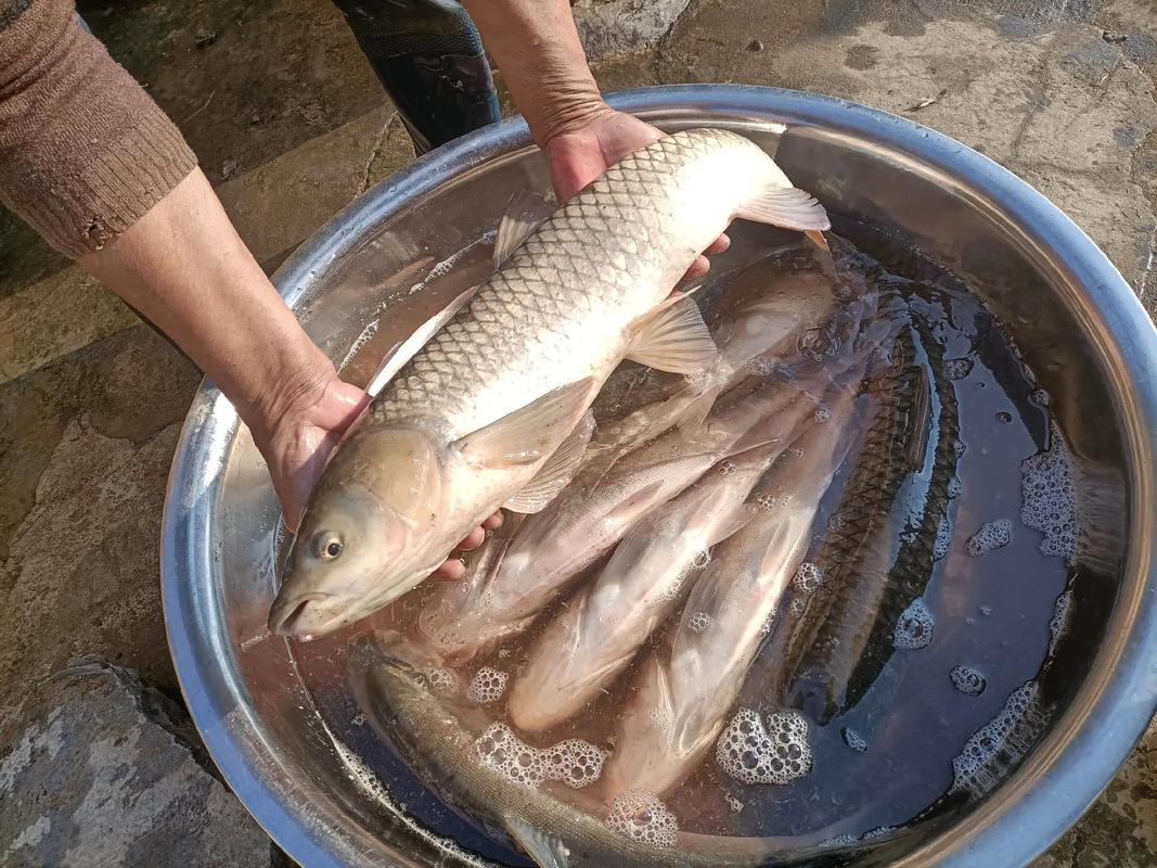 鱼塘里的鱼冬天吃食吗（冬季养鱼按水温投喂低温少喂高温多喂省粮护鱼）