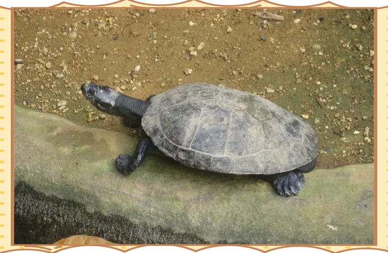 黄头侧颈龟不能养了吗（黄头侧颈龟受保护，需正规许可养，勿私自购买）