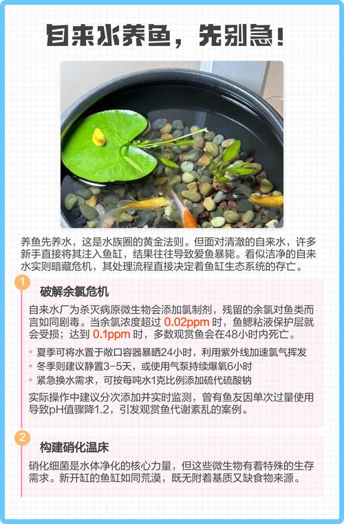 养鱼用自来水还是用净化水（养鱼水源要点自来水去氯保矿净水需补矿物）
