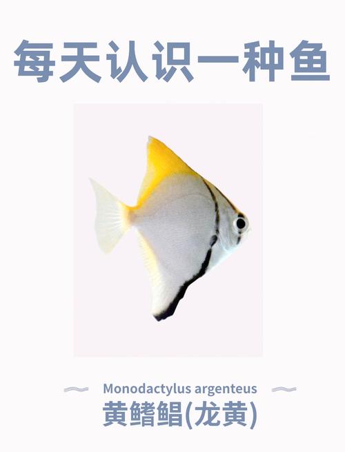 黄鳍鲳和猪鼻龟混养(黄鳍鲳与猪鼻龟混养风险要点及分区喂食控温观察) 黄鳍鲳和猪鼻龟混养(黄鳍鲳与猪鼻龟混养风险要点及分区喂食控温观察)